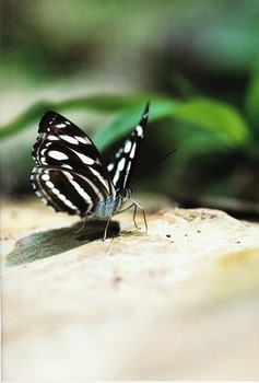 Athyma larymna (Butterflies No. 5).jpg