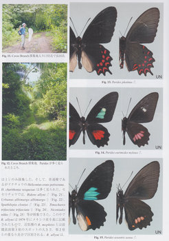 Belize butterflies.jpg