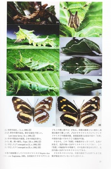 Butterflies No.42-2.jpg