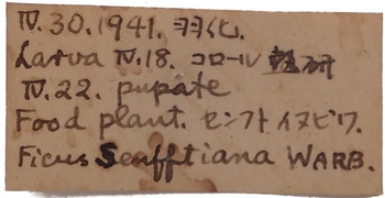 Euploea algea label.JPG