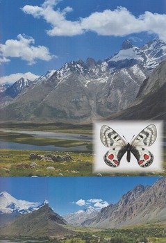 Himalaya Parnassius.jpg