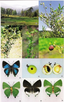 Laos eryx (Butterflies No.17).jpg