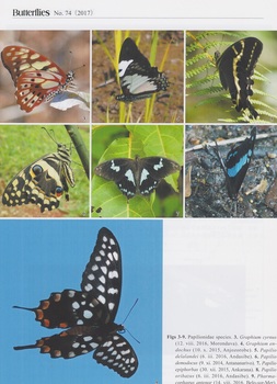 Madagascar butterflies .jpg