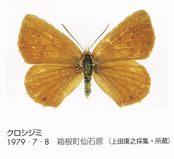 N. fusca (Kanagawa).jpg