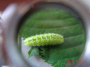 larva of Fixsenia w-album.jpg